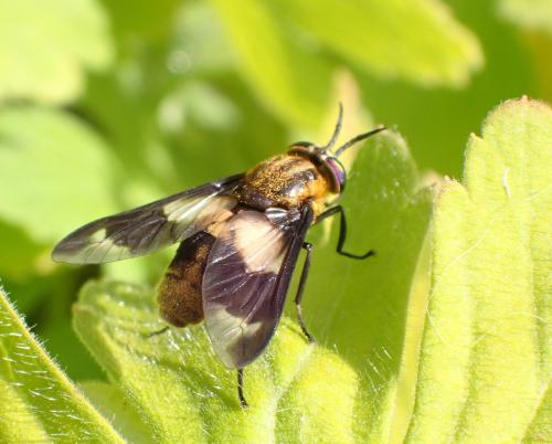 Réf. 285 558 : Chrysops caecutiens